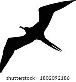 Frigatebird (Fregata) Silhouette Found In Map Of Pacific & Atlantic Oceans