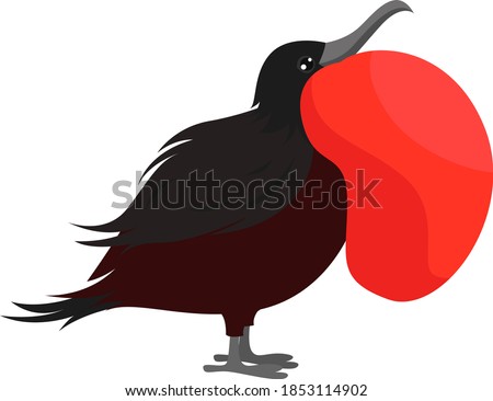 Frigatebird, illustration, vector on white background