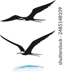  Frigatebird vector illustration. Frigate. bird