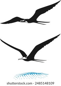  Frigatebird vector illustration. Frigate. bird