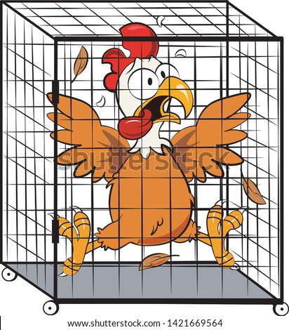 A frightened chicken inside a Cage trap