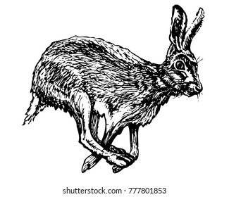 Frightened Hare Running. Vector Ink Illustration. Black And White Jackrabbit Image