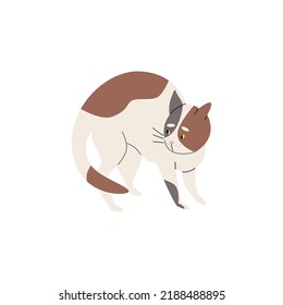 Frightened spotted cat arches its back flat style, vector illustration isolated on white background. Cat's behavior, pet reaction, expression of emotions