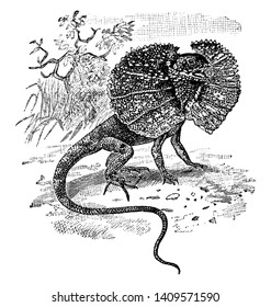 Frill Necked Lizard is a species of lizard which is found mainly in northern Australia and southern New Guinea, vintage line drawing or engraving illustration.