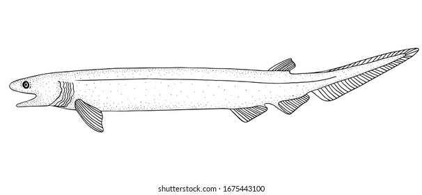 Frilled Shark (Chlamydoselachus Anguineus). Ocean Fish. Black And White Hand Drawn Vector Illustration.