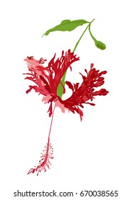 Fringed Hibiscus flower vector illustration, isolated tropical plant