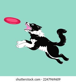 how to train border collie to catch frisbee