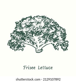 Frisee Lettuce.  Ink black and white doodle drawing in woodcut style