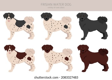 Frisian water dog clipart. Different poses, coat colors set.  Vector illustration