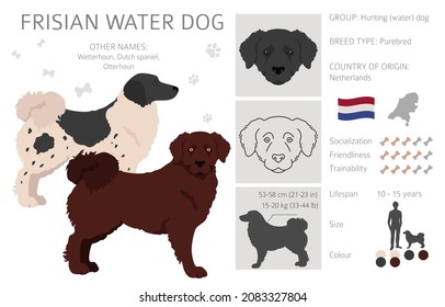 Frisian water dog clipart. Different poses, coat colors set.  Vector illustration