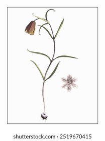 Fritillaria cirrhosa, hand-painted floral and botanical painting, hand-painted herbal painting, natural herbs.