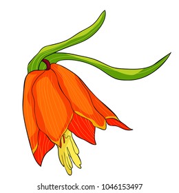 the Fritillaria imperialis flower paradise tree  vector illustration