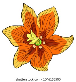 Fritillaria imperialis flower paradise tree  vector illustration