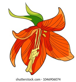 Fritillaria imperialis flower paradise tree  vector illustration