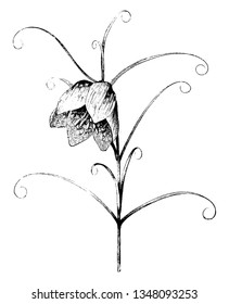 Fritillaria verticillata is an Asian plant in the lily family, usually with one flower at the top. Flowers are nodding, bell-shaped, vintage line drawing or engraving illustration.