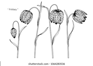 Fritillary flower drawing illustration. Black and white with line art on white backgrounds.