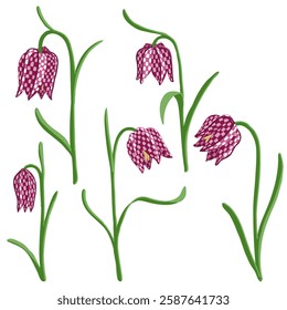 fritillary flowers, Fritillaria meleagris , vector drawing wild plants at white background, floral element, hand drawn botanical illustration