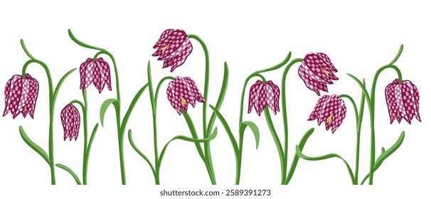 fritillary flowers, Fritillaria meleagris , vector drawing wild plants at white background, floral border, hand drawn botanical illustration