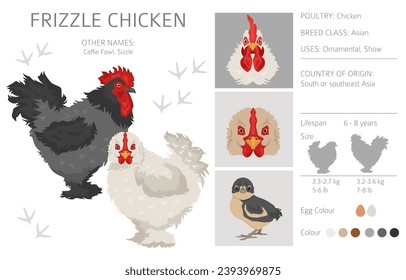 Frizzle Chicken breeds clipart. Poultry and farm animals. Different colors set.  Vector illustration