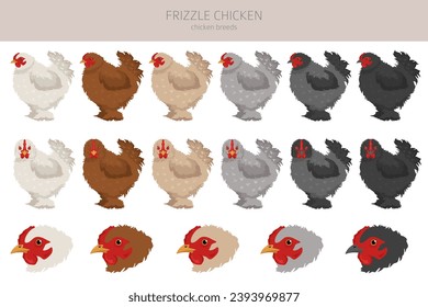 Frizzle Chicken breeds clipart. Poultry and farm animals. Different colors set.  Vector illustration