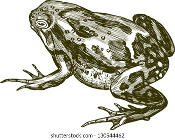 frog