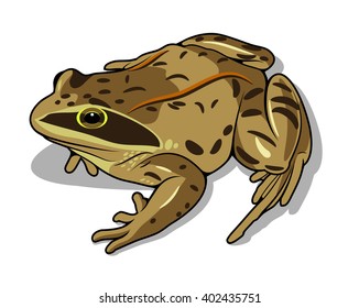 frog