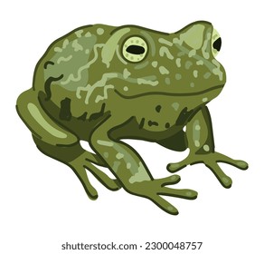 Frog amphibian clip art. Single doodle of wild animal isolated on white. Colored vector illustration in cartoon style.