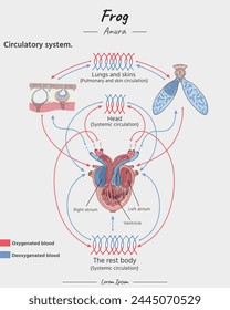 Frog Anatomy circulatory system, heart, lung, skins illustration for educational content, teaching, presentation.