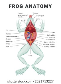 Frosch Anatomie Infografik Schema biologische Struktur Poster Design Vorlage Vektor flache Illustration. Amphibische Biologie Anatomische Information mit internen Organnamen Wissenschaftliche Erziehung