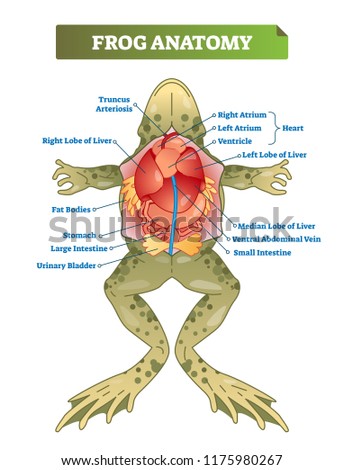 free interactive frog dissection