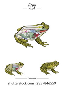 Frosch-Anatomie-Vorlage. Schaubild der Teile eines Frosches 
für pädagogische Inhalte, Unterricht, Präsentation. mit einfachem Design