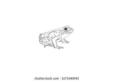 Frog Animal Cartoon Vector Outline Illustration