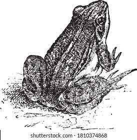 Frog animal, From the Dictionary of Word and Things, 1888.