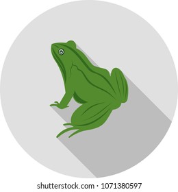 Frog, animal, green