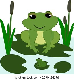 Frog of animals, vector art and illustration. Teaching materials concept