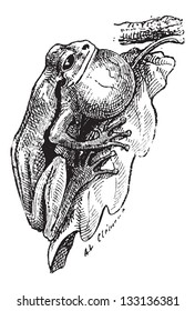 Frog, attached to a tree leaf, vintage engraved illustration. Dictionary of Words and Things - Larive and Fleury - 1895