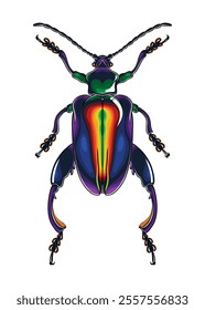 Frog Beetle top view detailed vector with rainbow colour body armour