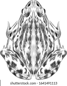 frog black and white sketch symmetrical biology medicine profile vector illustration