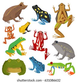 Frog cartoon tropical animal cartoon amphibian vector illustration.