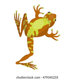 Frog cartoon tropical animal and green frog cartoon nature icons