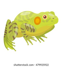 Frog cartoon tropical animal and green frog cartoon nature icons