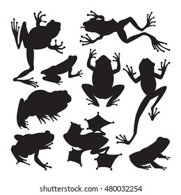 Frog cartoon tropical animal and green frog cartoon nature icons