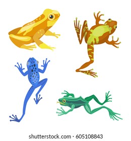 Frog cartoon tropical animal cartoon nature icon funny and isolated mascot character wild funny forest toad amphibian vector illustration.