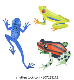 Frog cartoon tropical animal cartoon nature icon vector illustration.