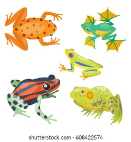 Frog cartoon tropical animal cartoon nature icon funny and isolated mascot character wild funny forest toad amphibian vector illustration.