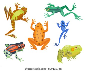 Frog cartoon tropical animal cartoon nature icon funny and isolated mascot character wild funny forest toad amphibian vector illustration.