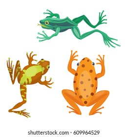 Frog cartoon tropical animal cartoon nature icon funny and isolated mascot character wild funny forest toad amphibian vector illustration.
