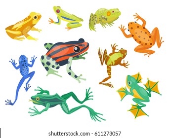 Dibujo de caricatura de animales tropicales de rana icono de la naturaleza graciosa y aislado personaje de mascota divertido del bosque salvaje sapo anfibio ilustración vectorial.