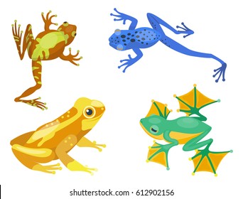 Frog cartoon tropical animal cartoon nature icon funny and isolated mascot character wild funny forest toad amphibian vector illustration.