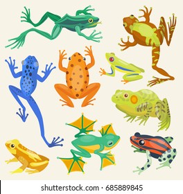 Frog cartoon tropical animals vector illustration isolated nature